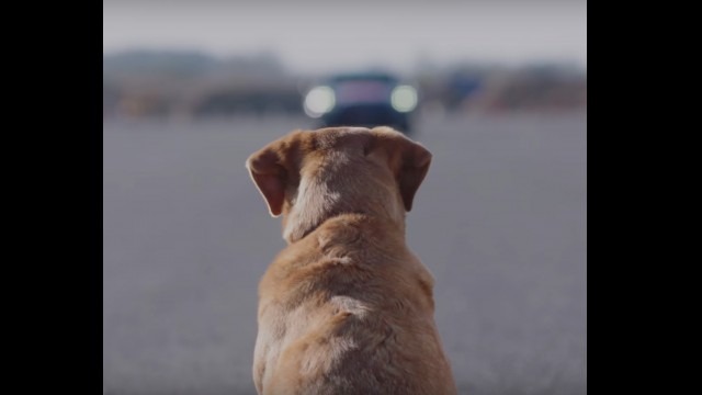 huawei-mate-10-pro-dog-ai-Smartphonegreece