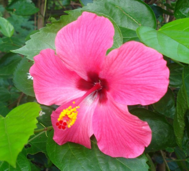 pink-colour-Smartphonegreece (3)