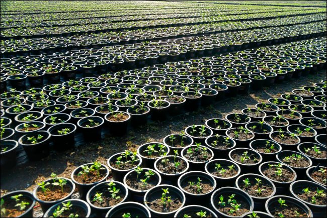 xpotted-plants-in-a-row.jpg.pagespeed.gp+jp+jw+pj+ws+js+rj+rp+rw+ri+cp+md.ic.HM9I9MEsgF