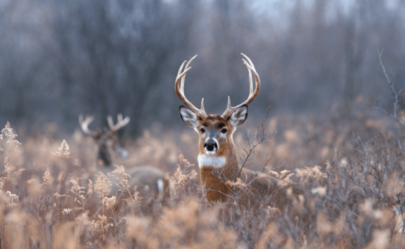 deer-covid-19-Smartphonegreece